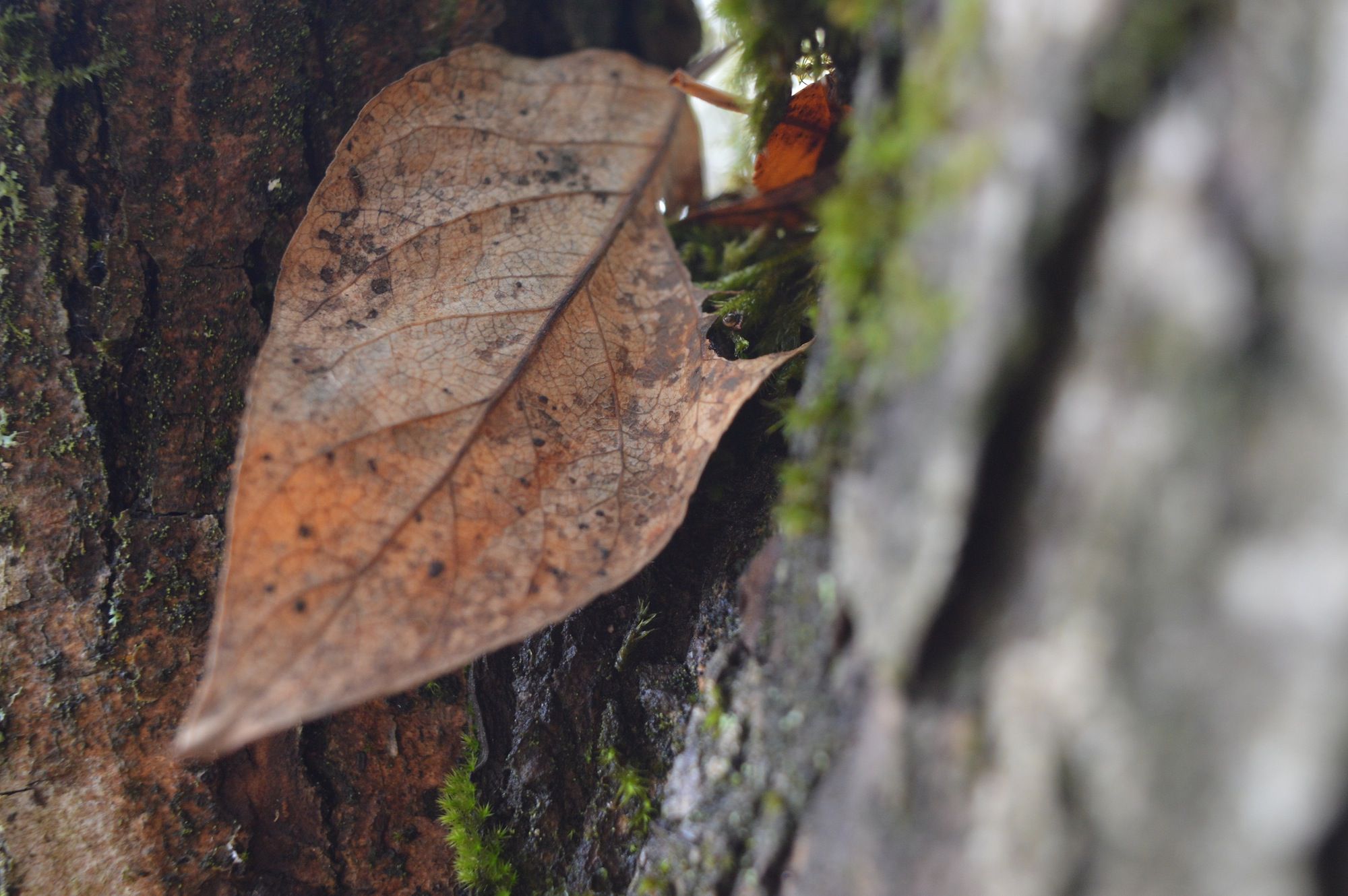 Tree Leaves Turning Brown and Other Care Problems