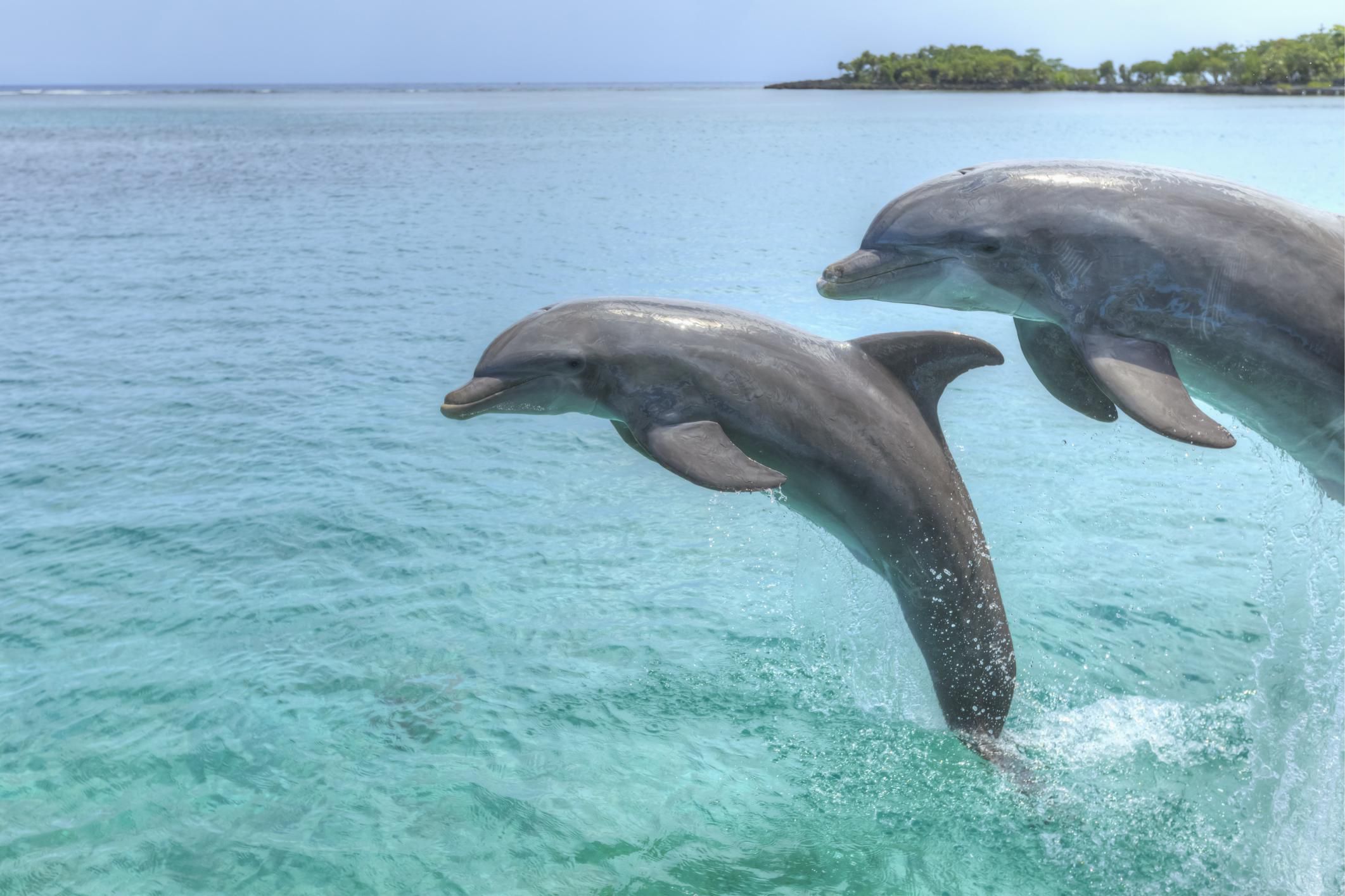 Dolphin Facts and Information