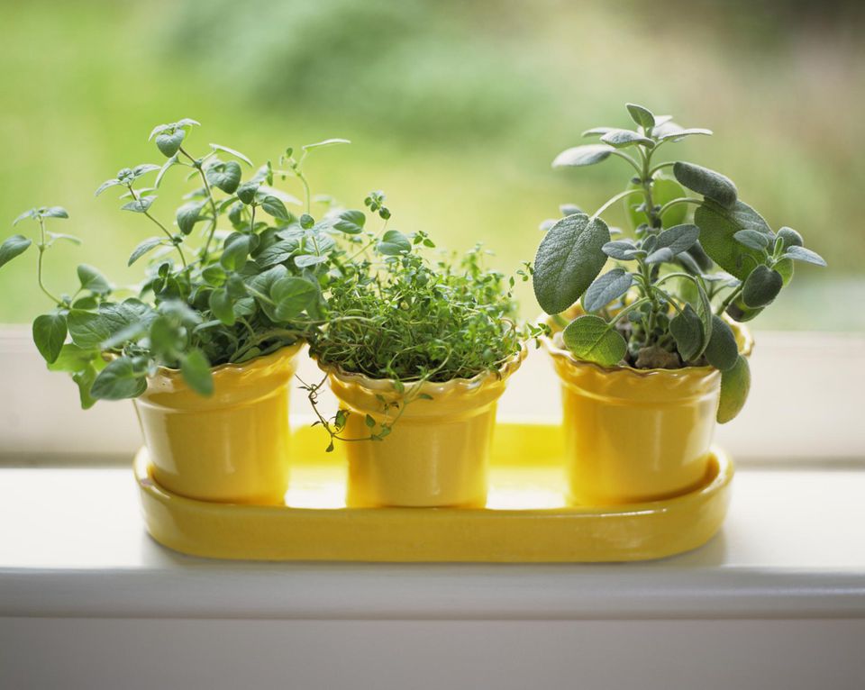 How to Grow Herbs Indoors on a Sunny Windowsill