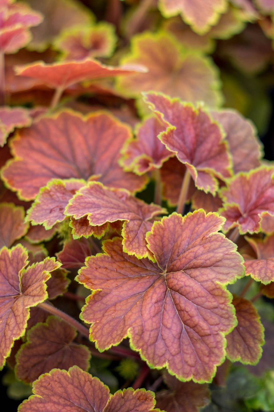 10 Best Heuchera Plants for Sun and Shade