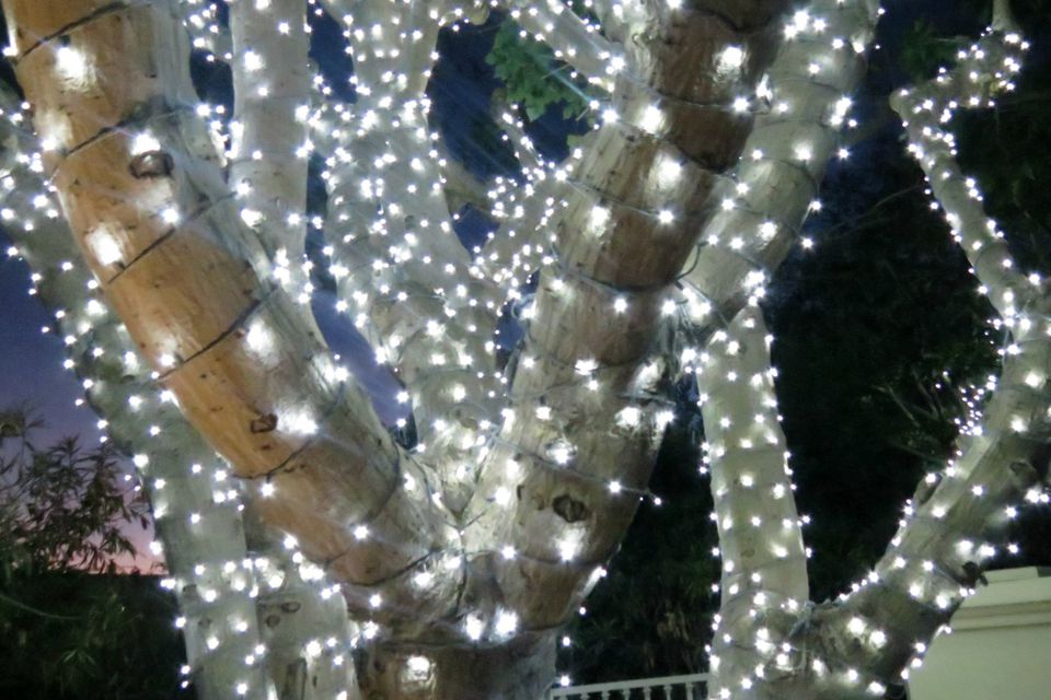 How to Wrap Trees With Outdoor Lights