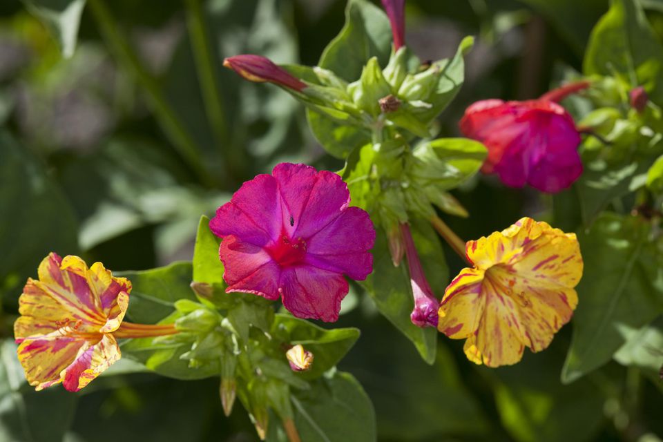 How to Grow Four O'Clock Flowers