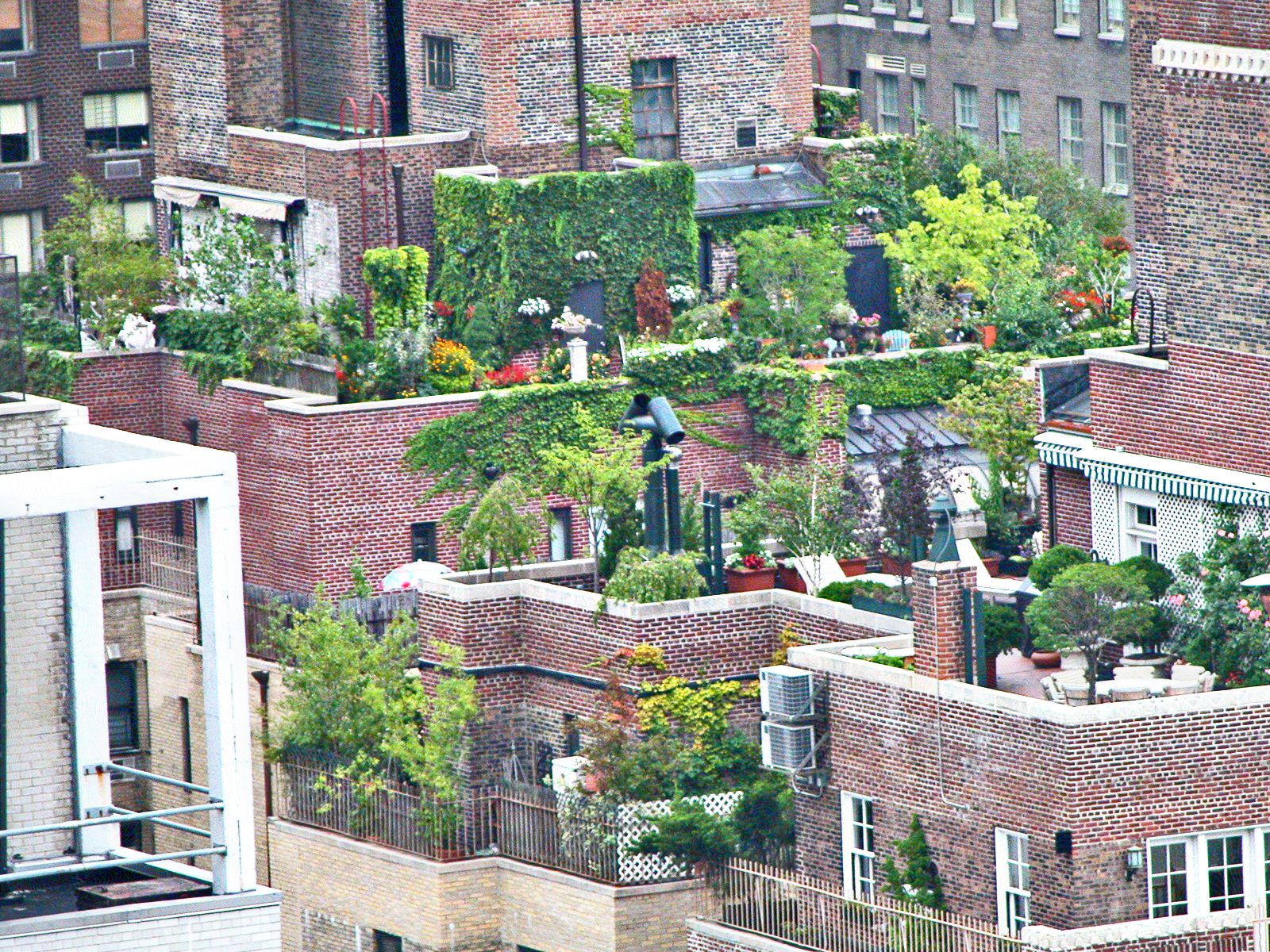 What To Consider Before Planting A Rooftop Garden