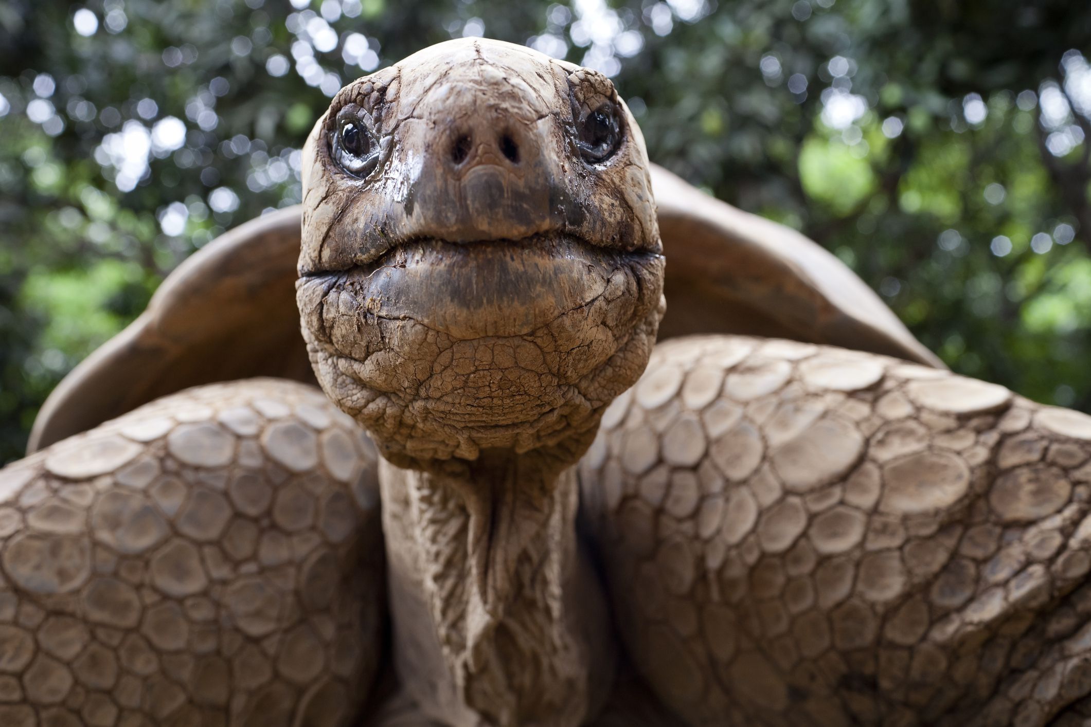 10-facts-about-turtles-and-tortoises