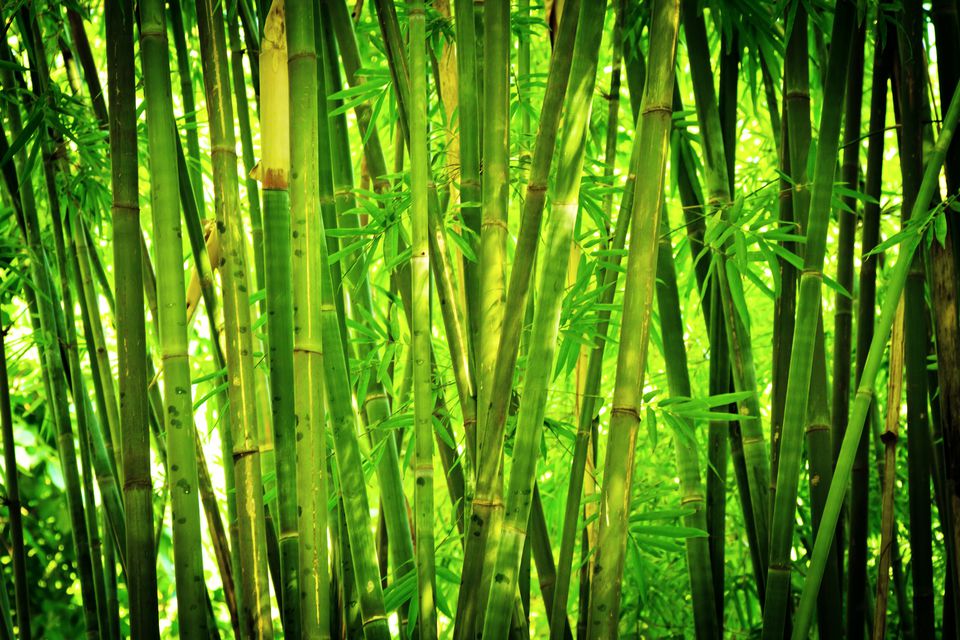 Bamboo Privacy Hedges - Are They Good Noise Barriers?