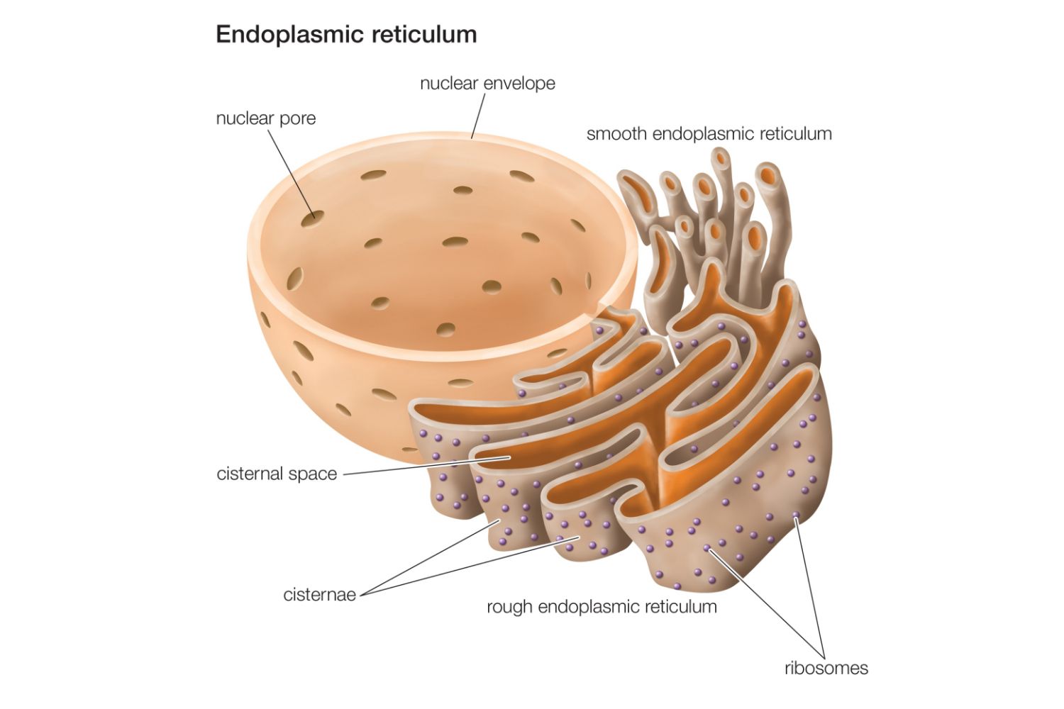 The Structure And Function Of The Endoplasmic Reticulum