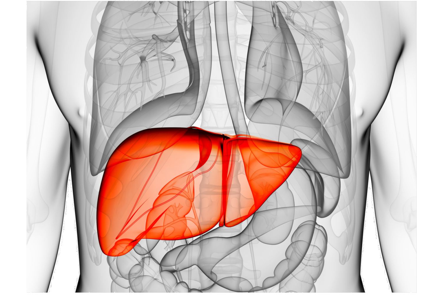 Human Liver Anatomy And Function