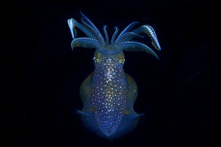 10 Amazing Bioluminescent Organisms