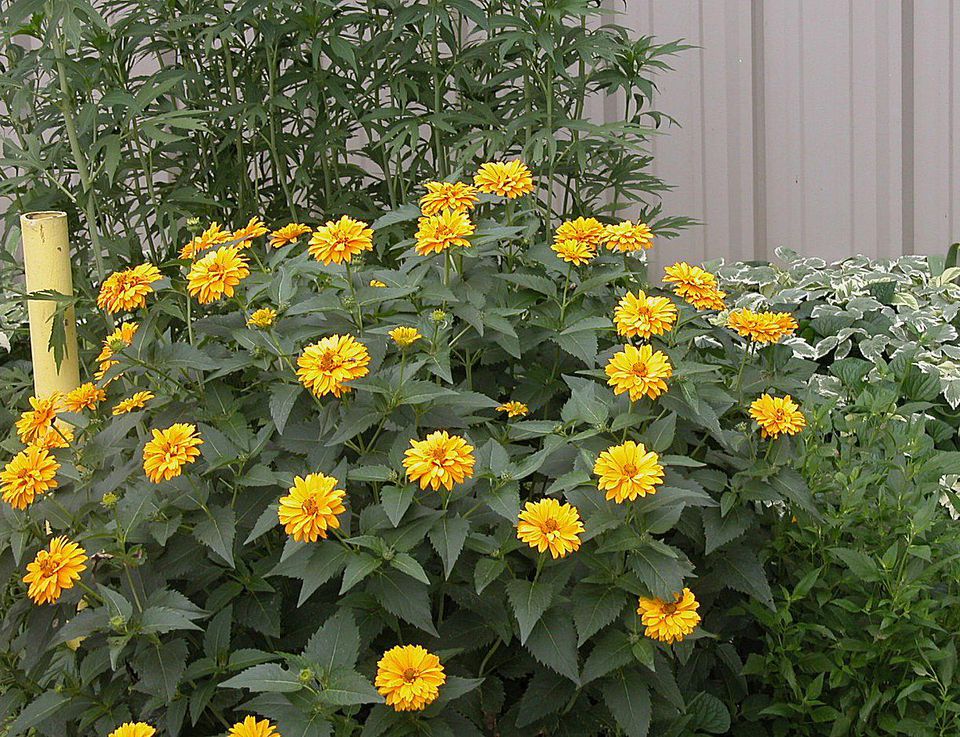 How to Grow Heliopsis Flowers