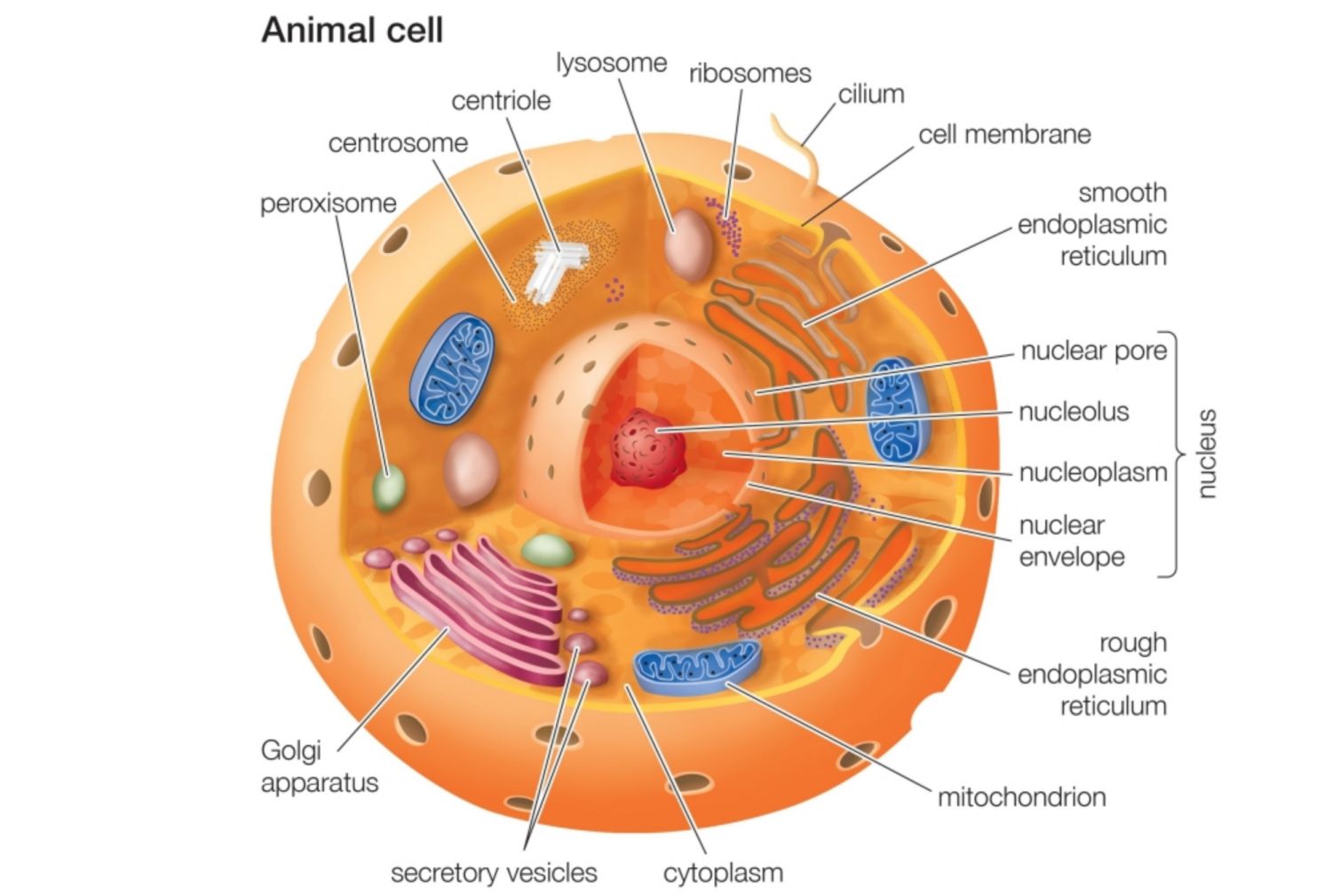 How Does Osmosis Take Place In Animal Cells