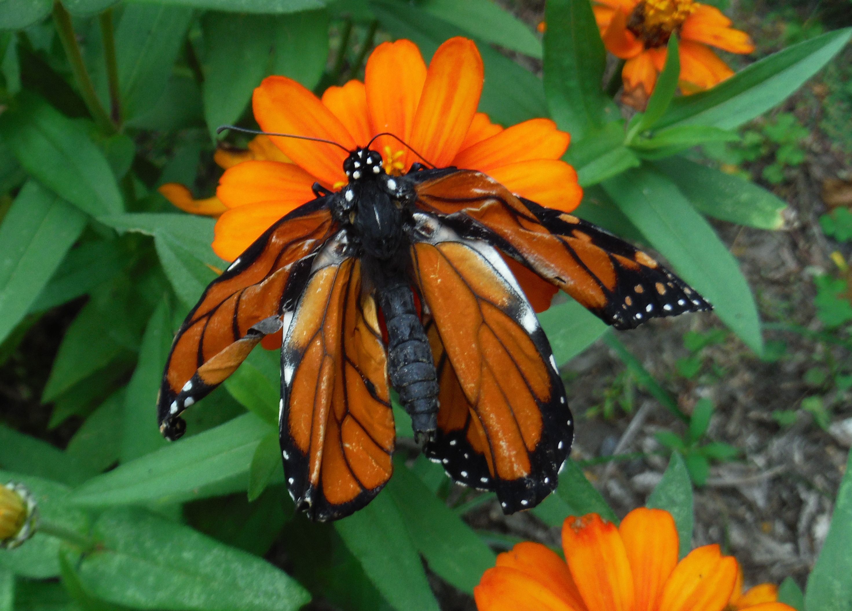 Why Does This Monarch Butterfly Have Crumpled Wings?