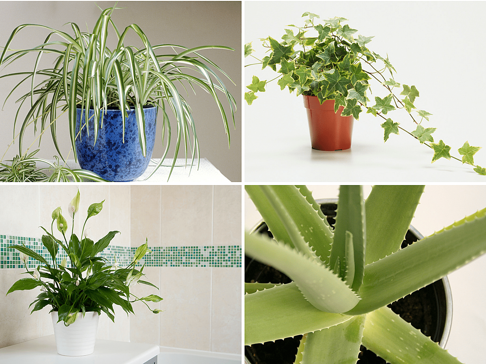  House  Plant  Therapy Best  Air Purifying Plants 