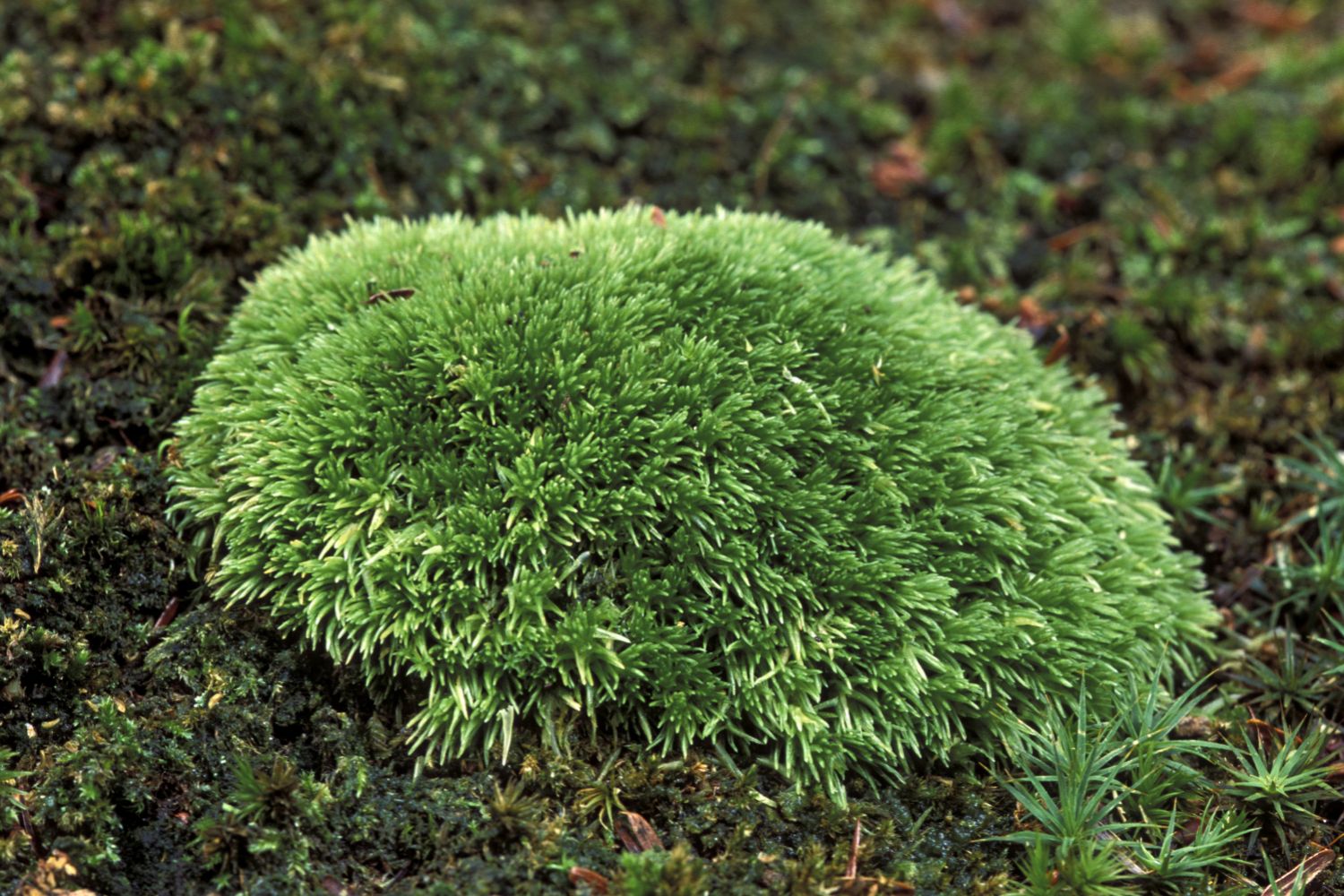 what-is-liverwort-britannica