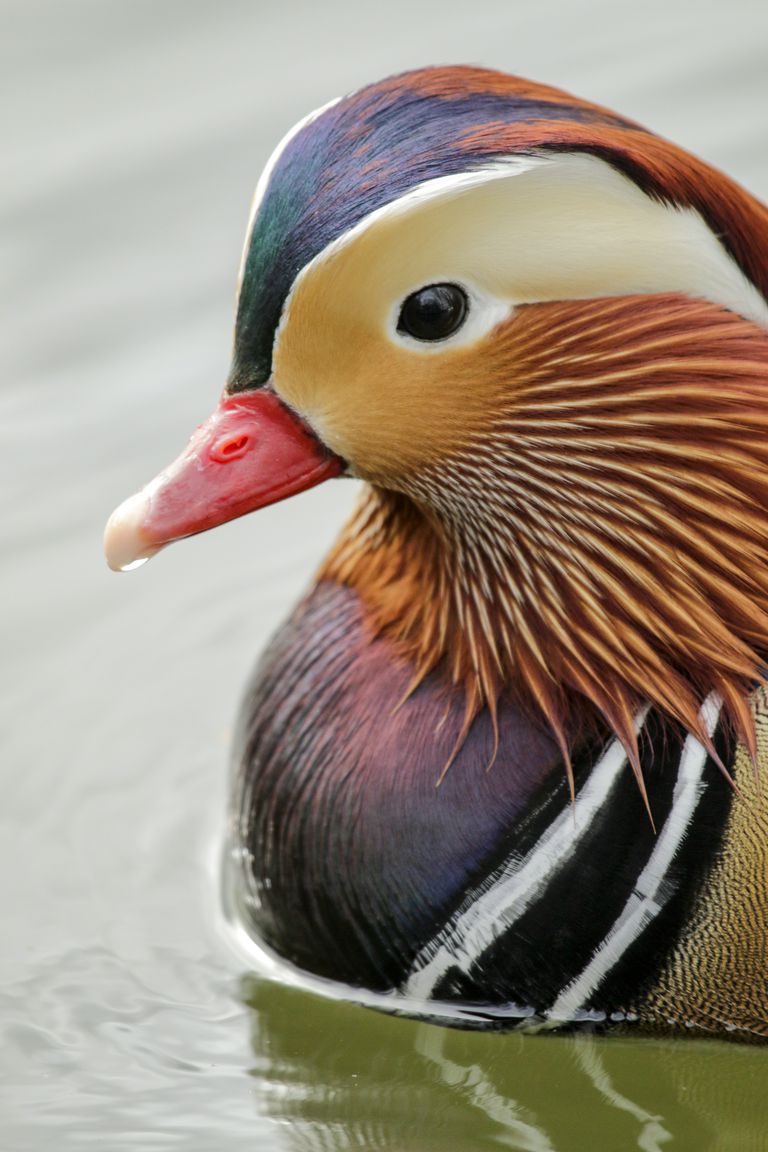 Duck Image #11