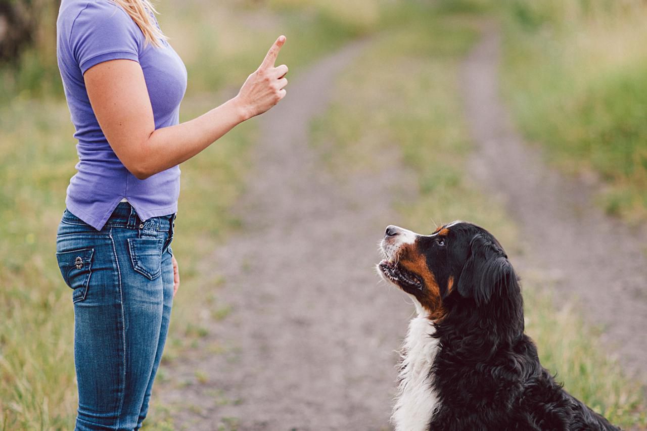 dog hand signals sit