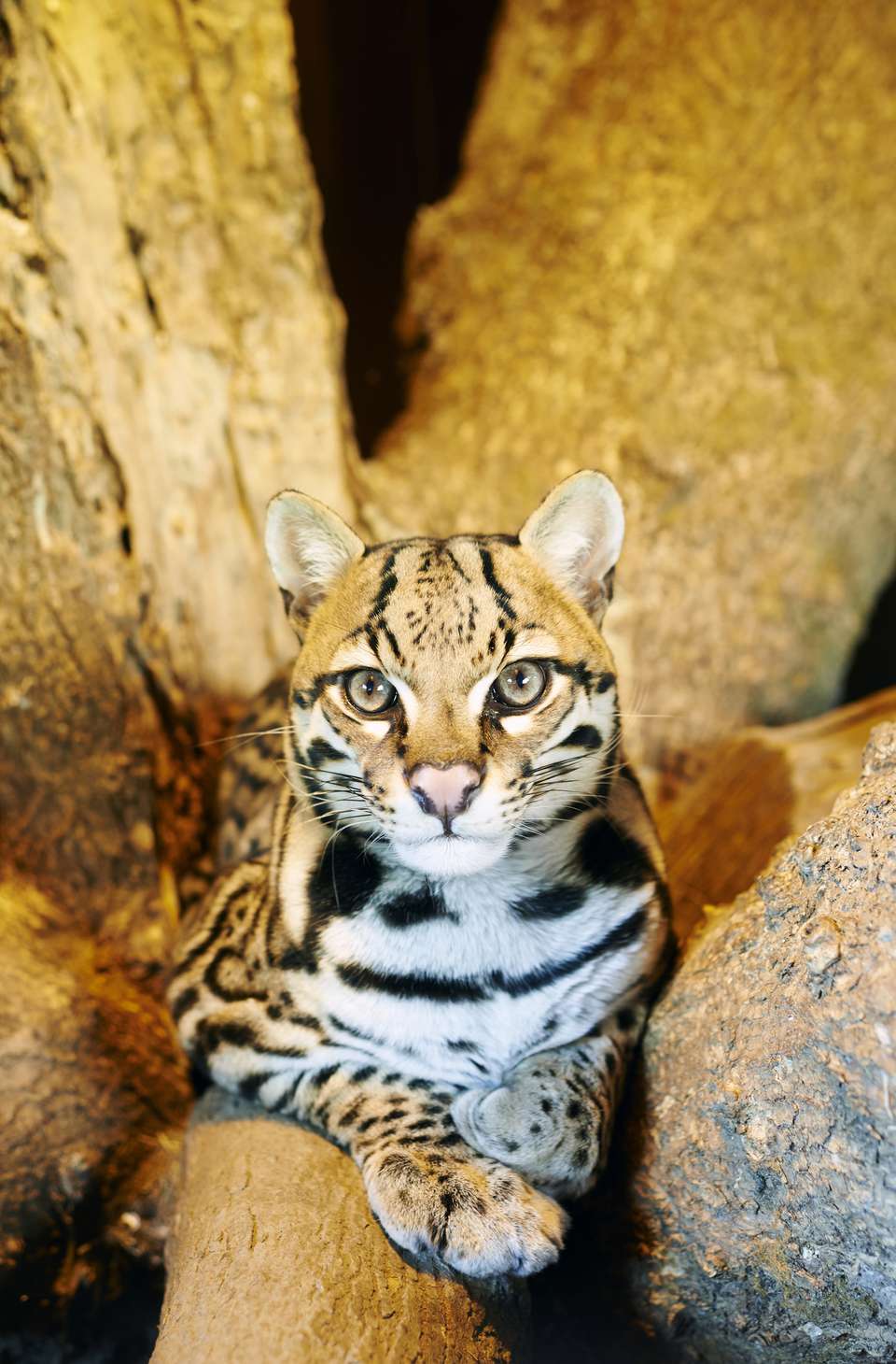 Ocelot - Endangered Big Cats Profile