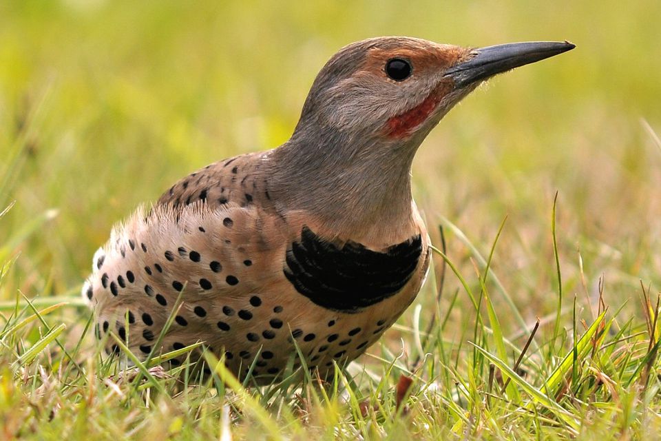 Gallery Of North American Woodpeckers   Northern Flicker 5a1ee7919e9427003786671b 