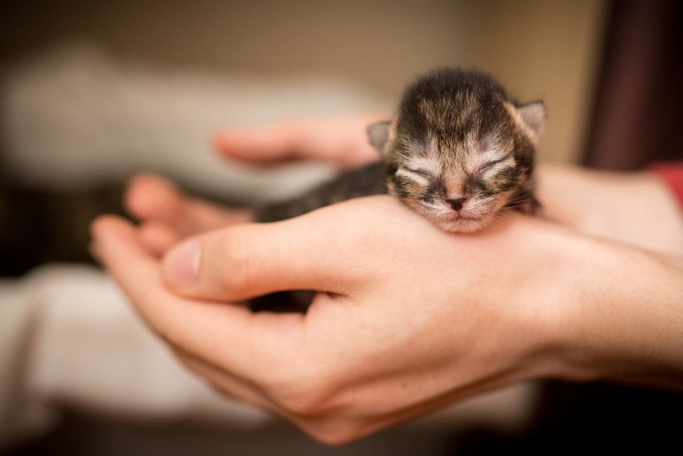 Newborn Kitten Not Pooping