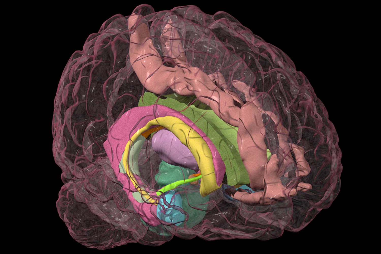 Limbic System: Amygdala, Hypothalamus, Thalamus