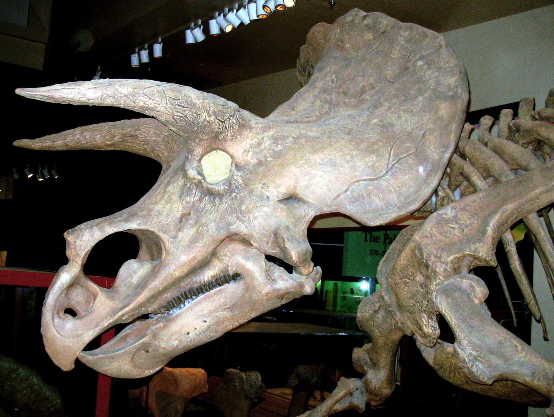 triceratops with 7 horns