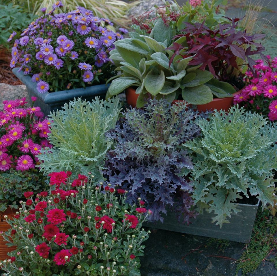 8 Tips for Fall and Winter Container Gardening