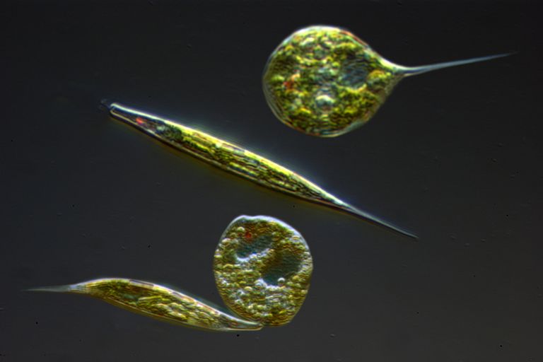 Euglena Cells - Anatomy and Reproduction