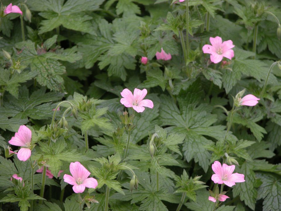 varieties-of-true-geraniums-and-tips-for-growing-them