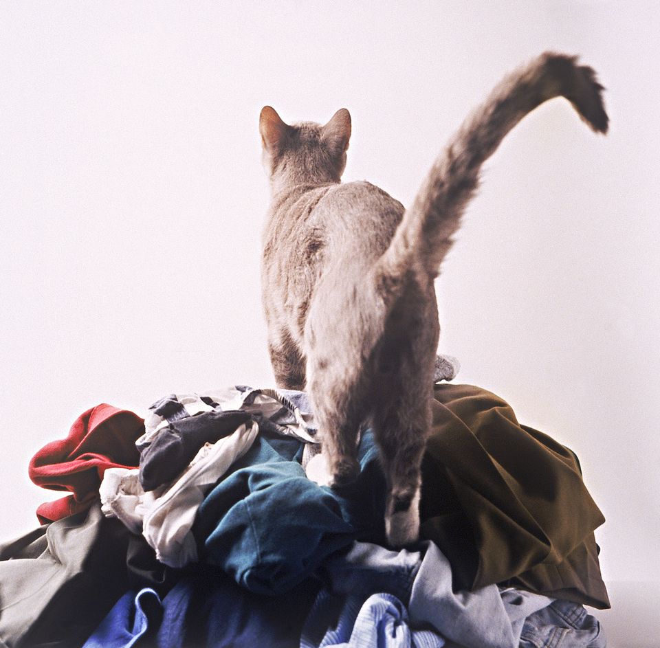 How to Remove Cat Urine Odor from Laundry