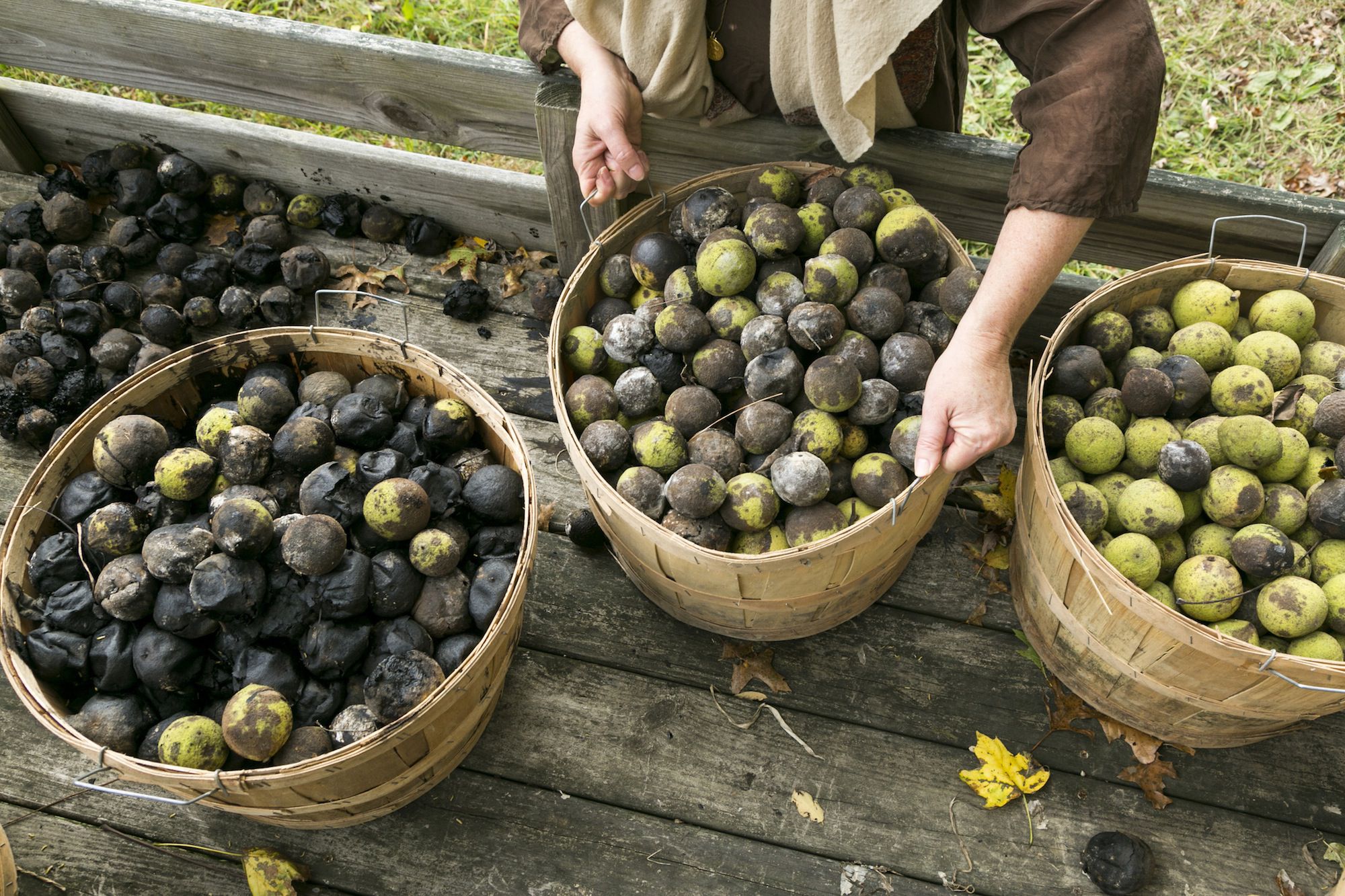 Harvesting Tree Nuts