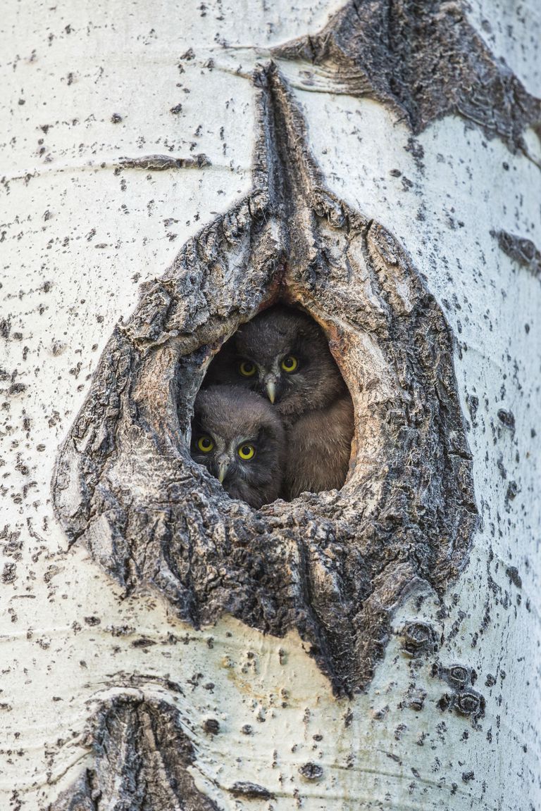 types-of-bird-nests