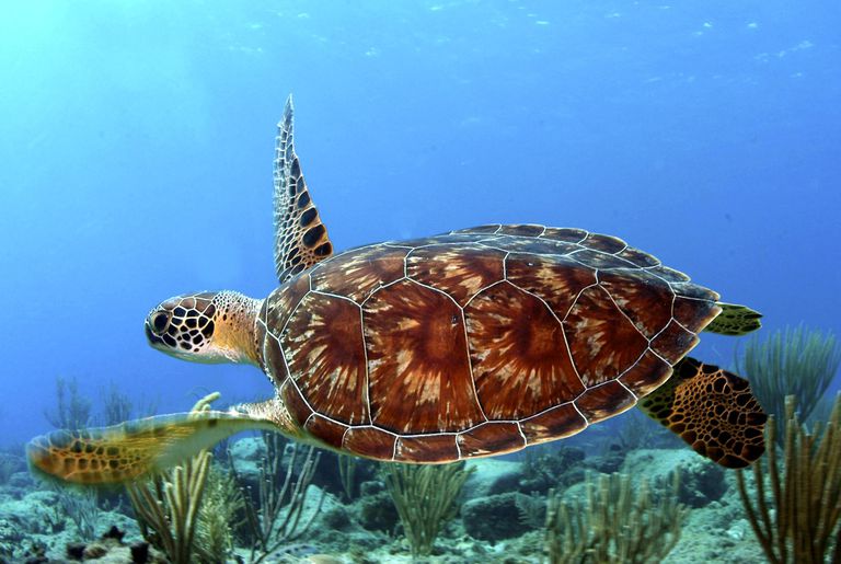 Sea Turtle Physical Characteristics