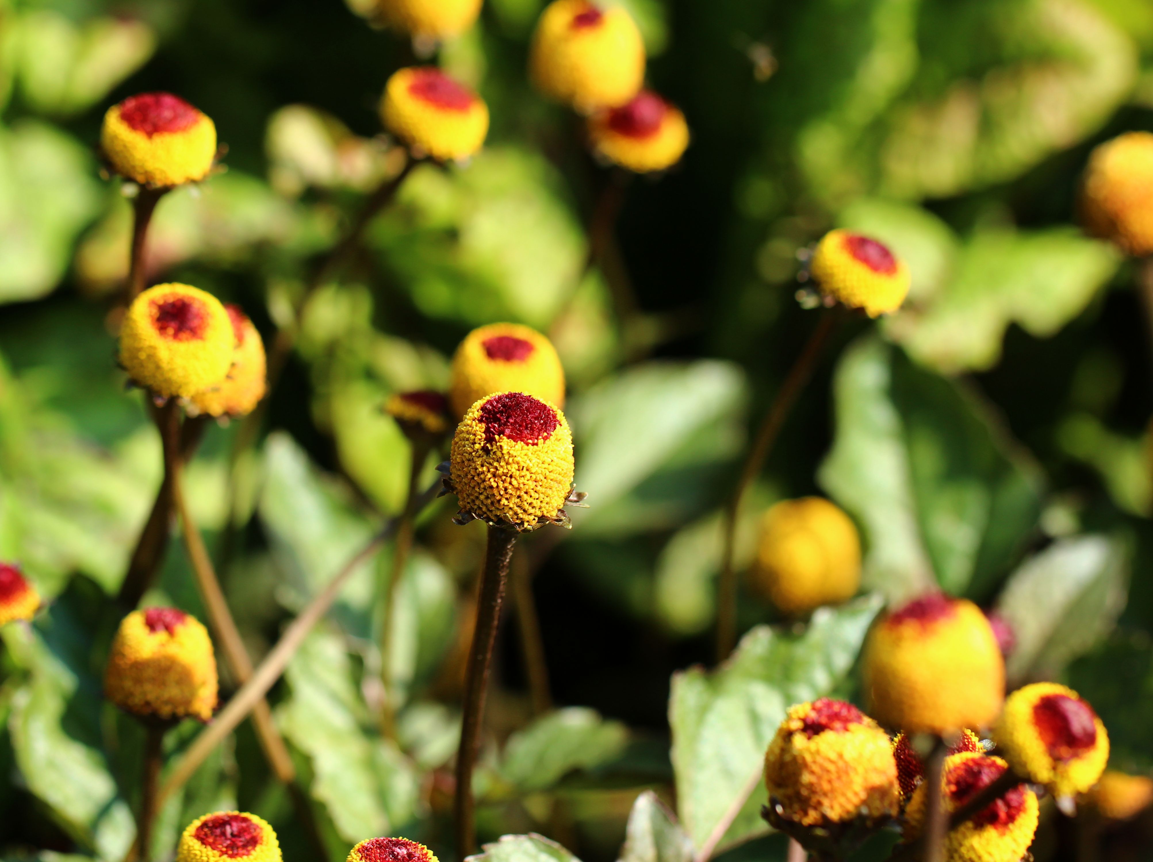 Eyeball Plant an Unusual but Pretty Garden Plant