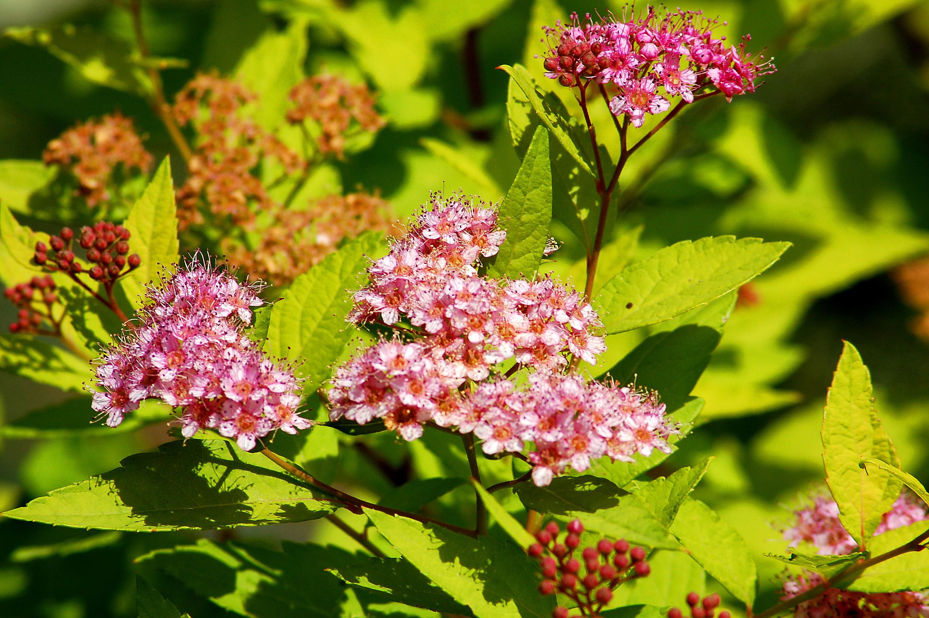 Gold Mound Spirea Shrub Profile Growing, Care Tips