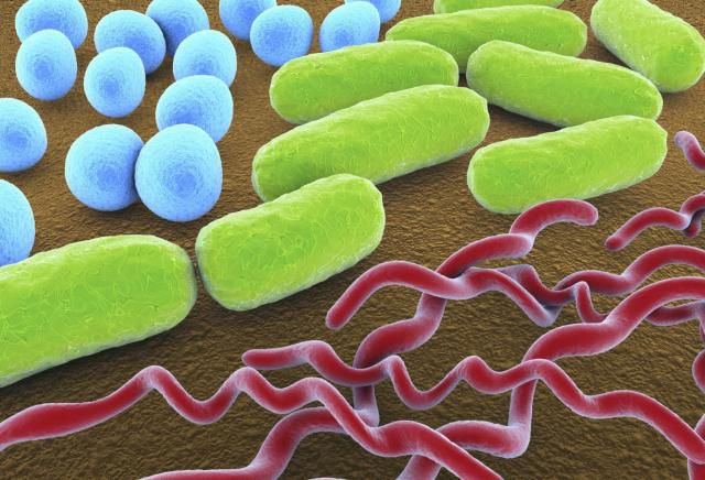 bacteria shapes cocci