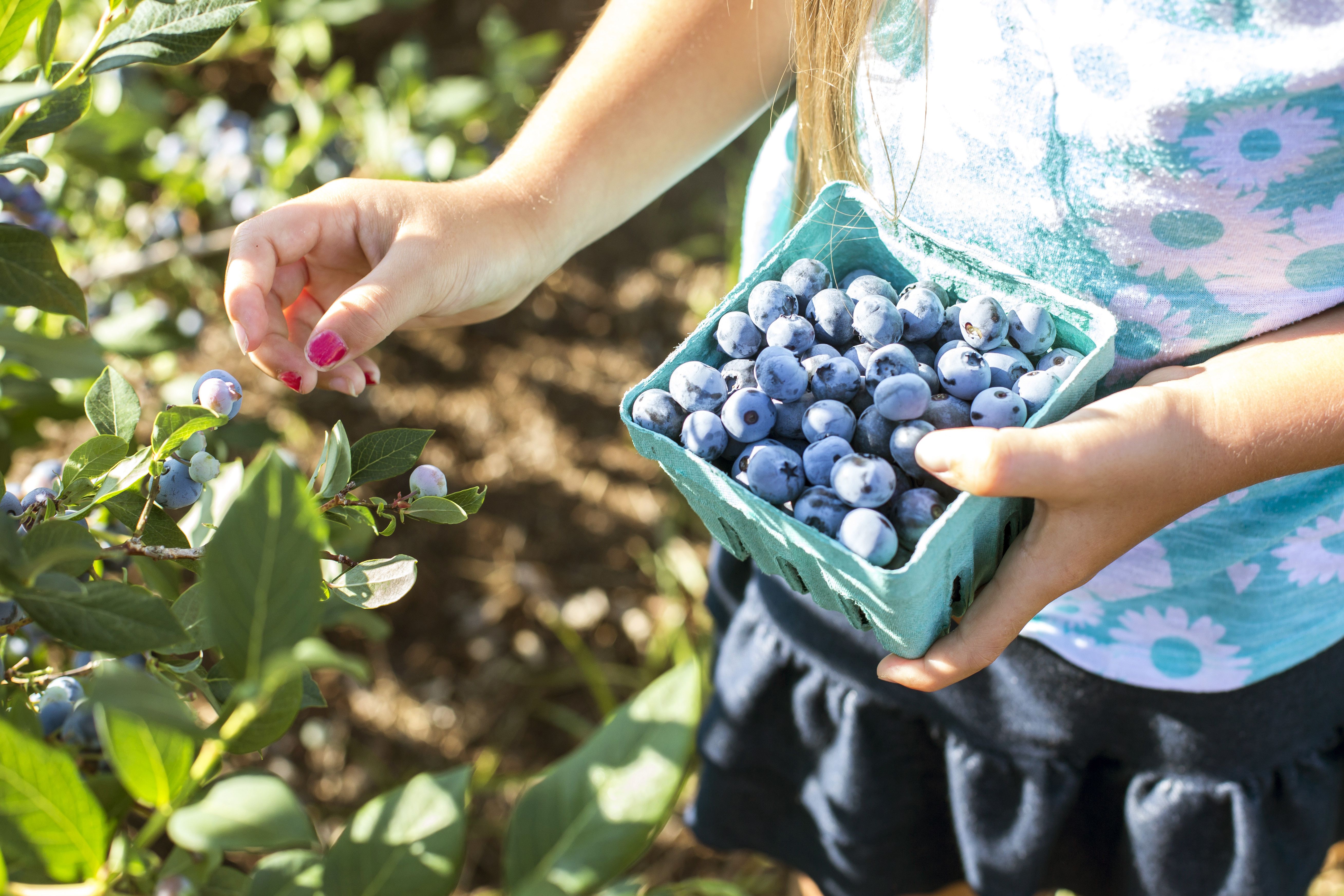 Growing Blueberries in Containers