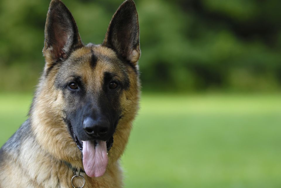 The Top 10 Smartest Dog Breeds