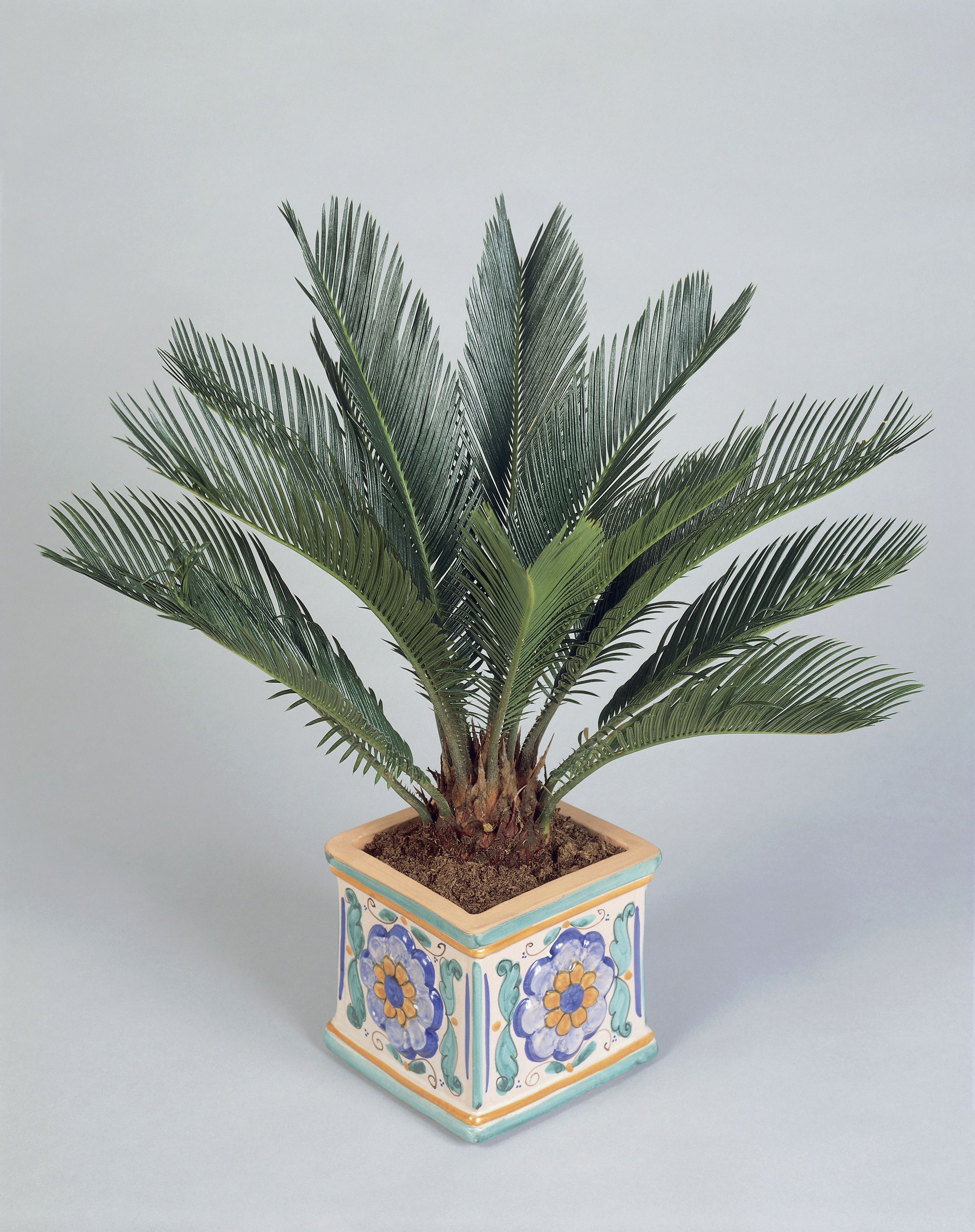 Sago Palms Are Toxic to Dogs and Cats