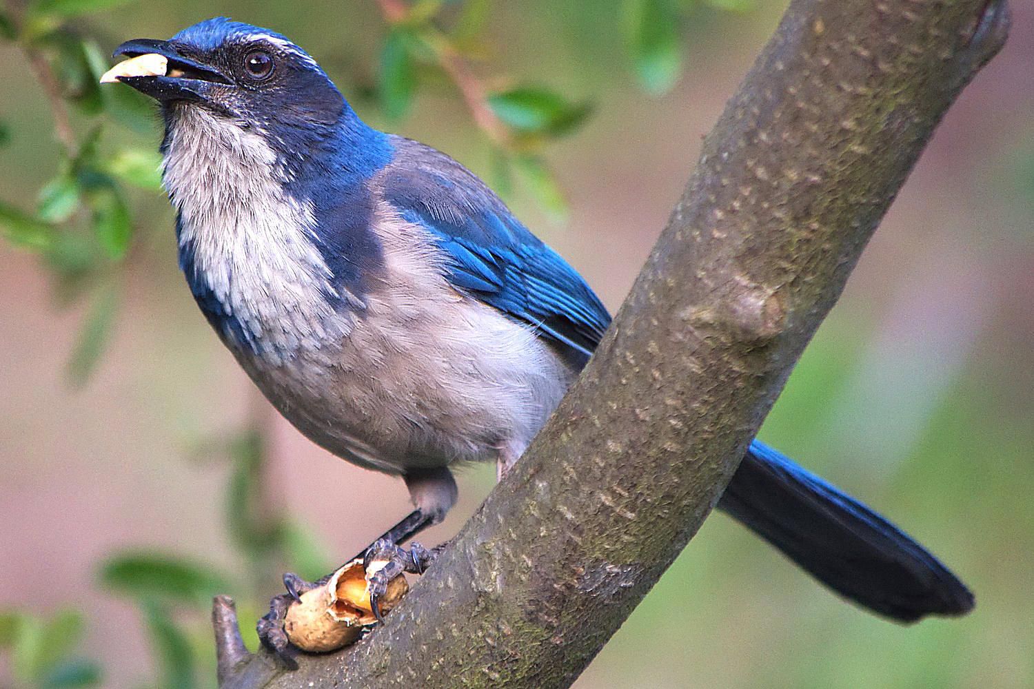 Omnivorous Definition Omnivore Bird Diets