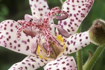 How To Grow And Care For The Voodoo Lily