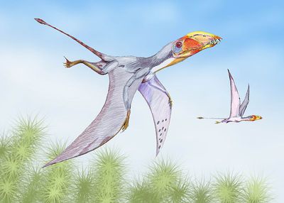 10 Interesting Facts About Pterodactyls