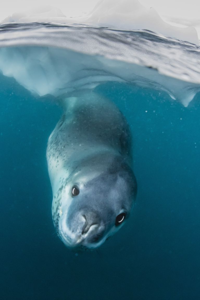 Leopard seal males hang under the ice when they sing.