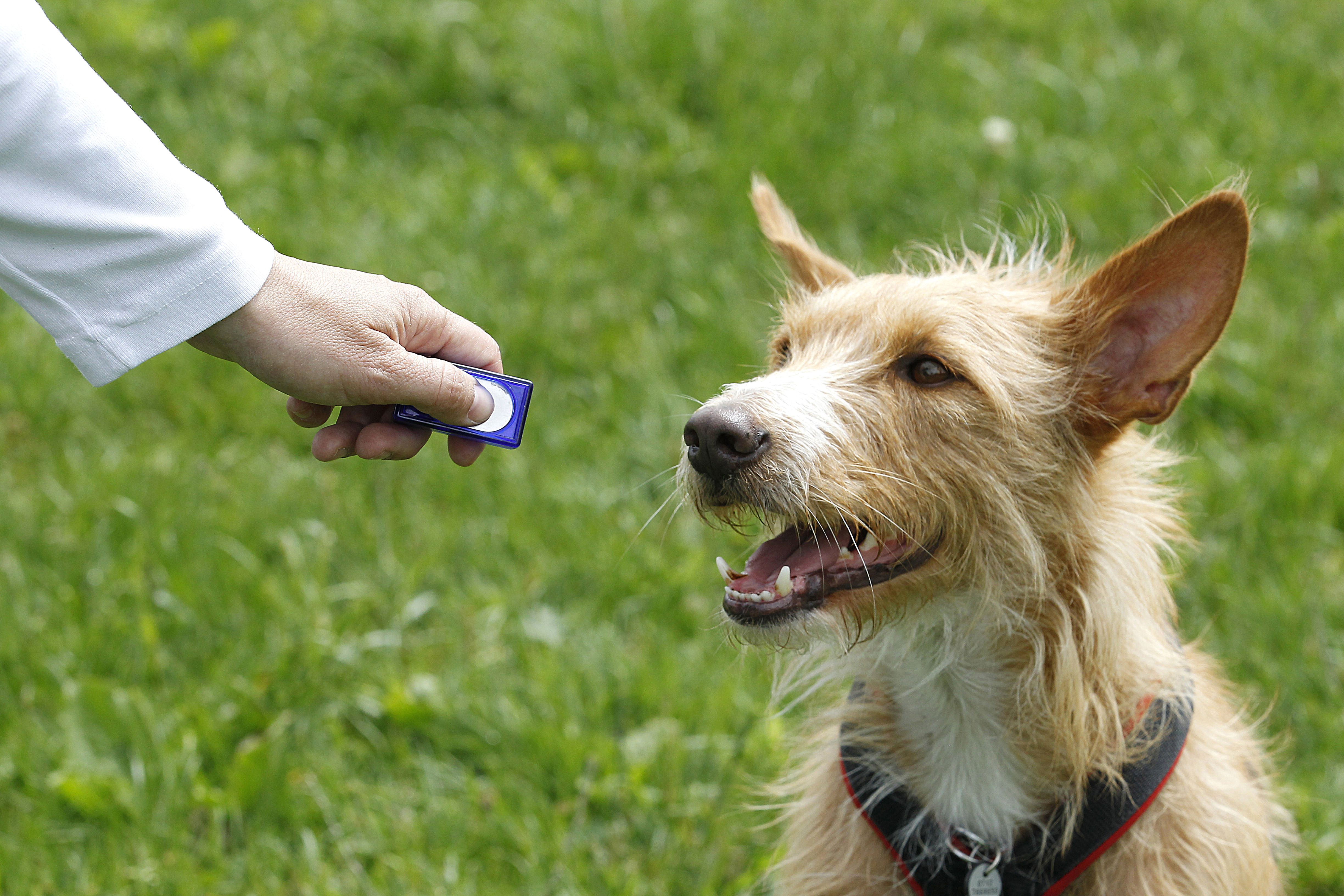 Dog training. Кликер метод для собак. Дрессировка с кликером. Кликер для дрессировки собак. Кликер тренинг.