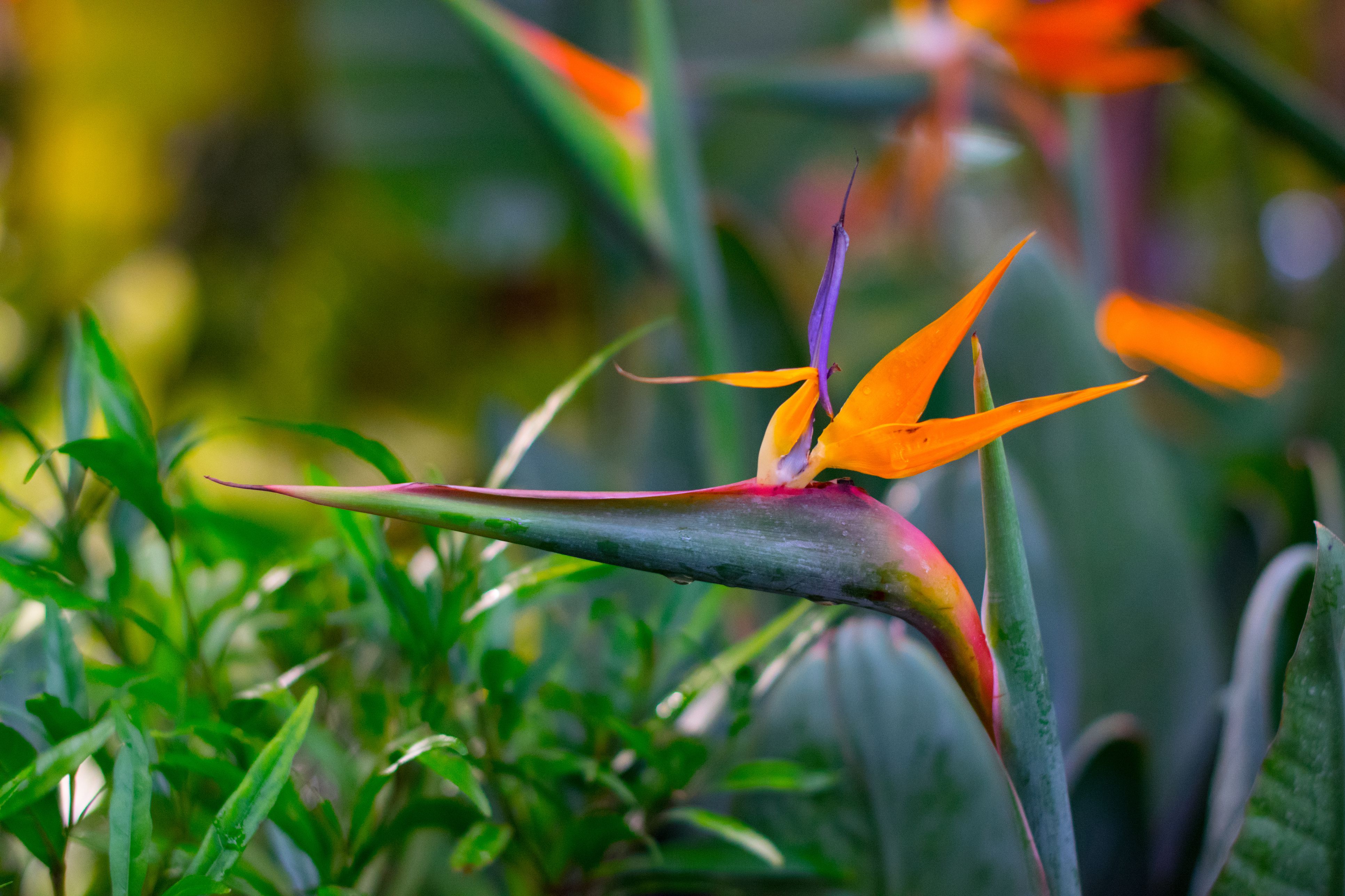 How to Grow Strelitzia (Bird of Paradise)