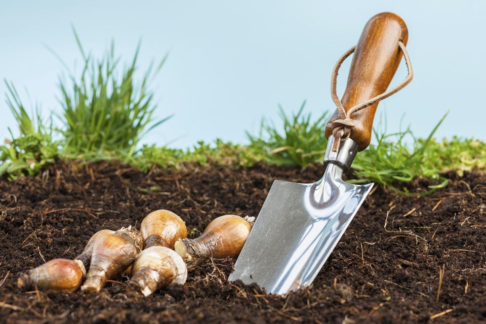 When Should You Feed Spring Blooming Bulbs?