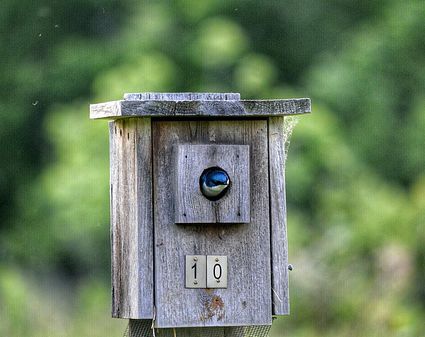 Best Dimensions for Bird House Entrance Holes