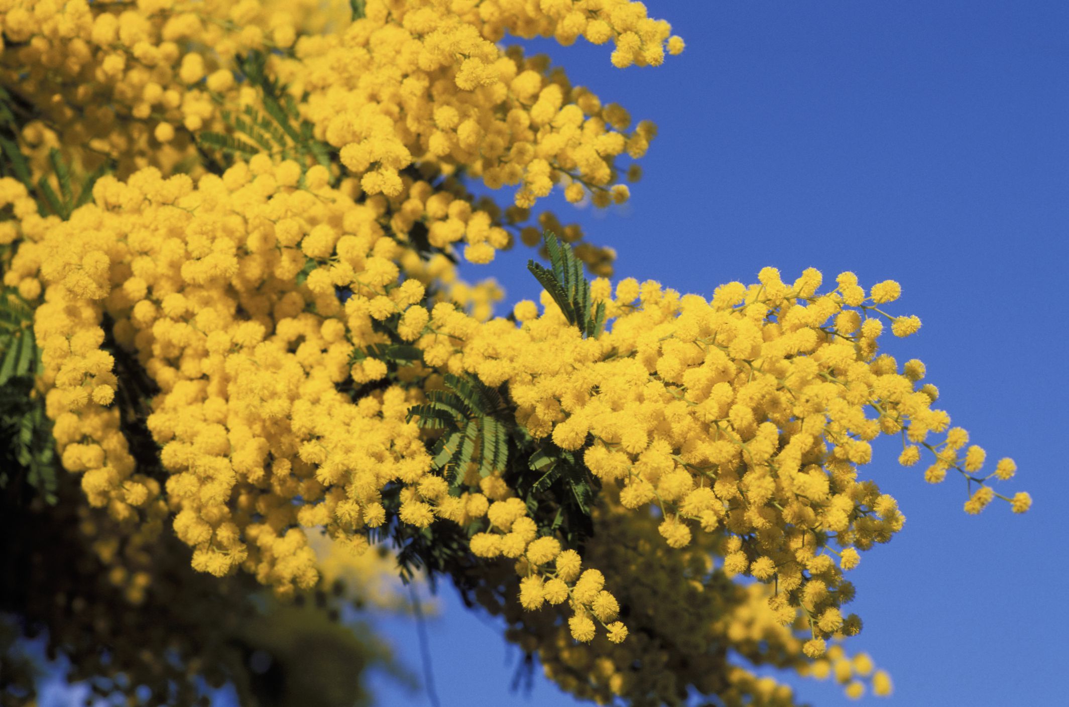 National And State Flowers Of Australia