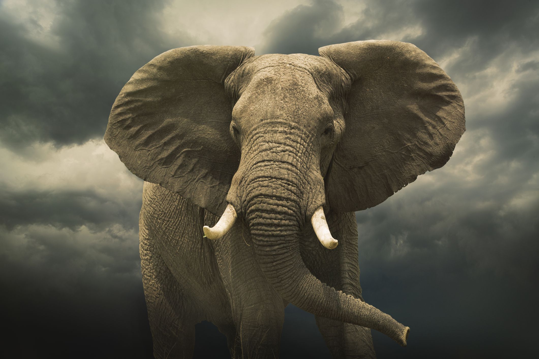 10 Facts About Elephants
