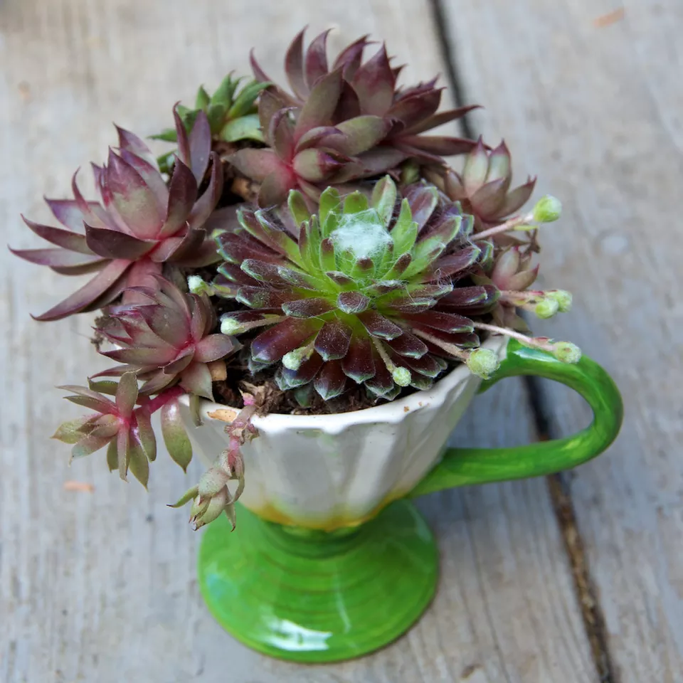 hens and chicks in a tea cup