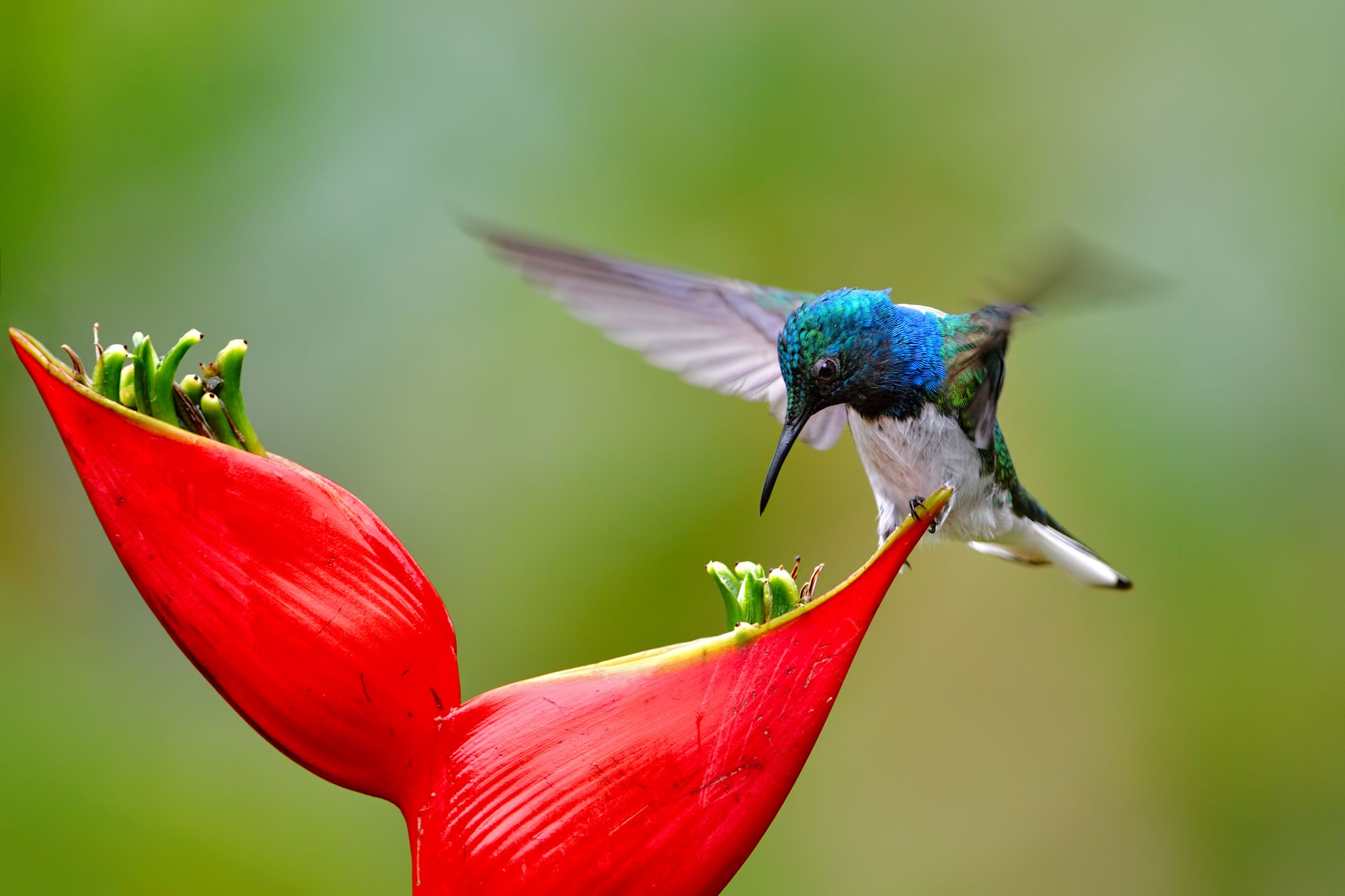 What Foods Do Hummingbirds Eat?