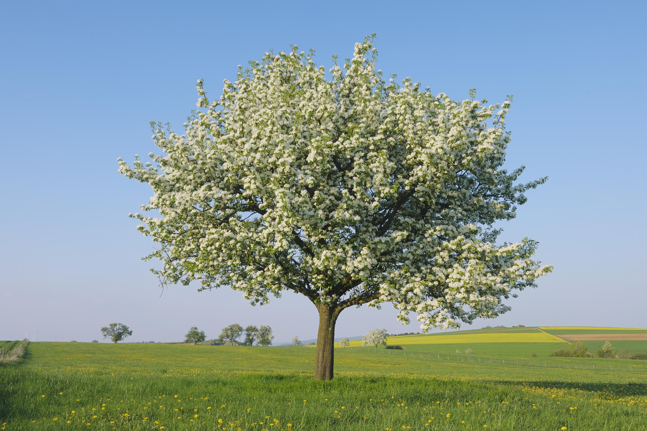 Growing the Pear Tree - Pyrus communis